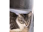 Adopt Adam a Domestic Shorthair / Mixed cat in Paris, KY (41463583)