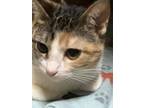 Adopt Reba a Domestic Shorthair / Mixed cat in Paris, KY (41463581)