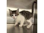 Adopt Tigger a Domestic Shorthair / Mixed cat in Paris, KY (41463579)