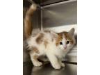 Adopt Rex a Domestic Shorthair / Mixed cat in Paris, KY (41463578)