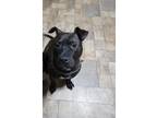 Adopt Aries a Black American Pit Bull Terrier / Mixed dog in Edgewood