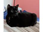 Adopt Wasabi a All Black American Shorthair / Mixed (short coat) cat in