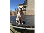 Adopt Toro a White Dogo Argentino / Mixed dog in Lilburn, GA (41463573)