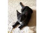 Adopt Lennox a Gray or Blue (Mostly) American Shorthair / Mixed (short coat) cat