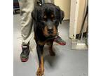 Adopt 24-05-1488a Chop a Rottweiler / Mixed dog in Dallas, GA (41463537)
