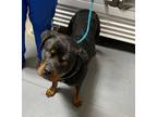 Adopt 24-05-1488b Denise a Rottweiler / Mixed dog in Dallas, GA (41463536)