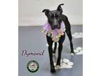 Adopt 24-05-1497 Dymond a Pit Bull Terrier / Mixed dog in Dallas, GA (41463535)
