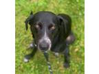 Adopt Lilac a Black - with White Hound (Unknown Type) / Pointer / Mixed dog in