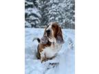 Adopt Arthur a Tricolor (Tan/Brown & Black & White) Basset Hound / Mixed dog in