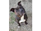 Adopt Ace a Brindle American Pit Bull Terrier / Mixed dog in Brookings