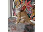 Adopt Gizmo a Orange or Red Domestic Shorthair / Mixed cat in Spring