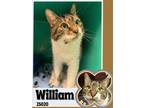 Adopt William a Domestic Shorthair / Mixed cat in Oak Ridge, TN (41463529)