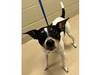 Adopt 18841 a Rat Terrier / Mixed dog in Covington, GA (41462028)