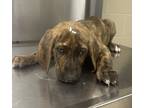 Adopt 18847 a Bloodhound / German Shepherd Dog / Mixed dog in Covington