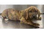 Adopt 18848 a Bloodhound / German Shepherd Dog / Mixed dog in Covington