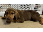 Adopt 18849 a Bloodhound / German Shepherd Dog / Mixed dog in Covington
