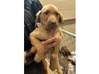 Adopt 18850 a Bloodhound / German Shepherd Dog / Mixed dog in Covington