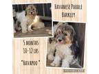 Adopt BARKLEY in RHODE ISLAND a Tan/Yellow/Fawn - with Black Havanese / Poodle