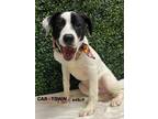 Adopt Post Malone a Hound (Unknown Type) / Pit Bull Terrier / Mixed dog in