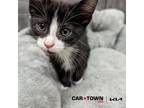 Adopt Louie a Domestic Shorthair / Mixed cat in Lexington, KY (41463499)