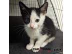 Adopt Huey a Domestic Shorthair / Mixed cat in Lexington, KY (41463498)