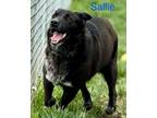 Adopt Sally O'Malley a Black - with White Cattle Dog / Mixed dog in Palos