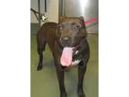 Adopt Chocolate Chip a American Staffordshire Terrier / Mixed dog in Raleigh