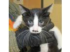 Adopt Paul a Domestic Shorthair / Mixed cat in Raleigh, NC (41463550)