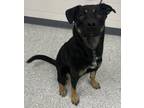 Adopt Trailmix a Doberman Pinscher, Mixed Breed