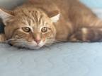 Adopt Adam a Domestic Shorthair / Mixed cat in Burlington, KY (41463472)