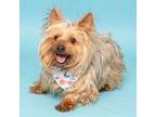 Adopt Churro a Yorkshire Terrier, Mixed Breed
