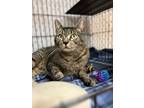 Adopt Gomer a Domestic Shorthair / Mixed cat in Kingston, NY (41463445)
