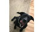Adopt Miko a Black Labrador Retriever / Mixed dog in San Antonio, TX (40797950)