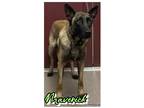 Adopt Maverick a Brown/Chocolate German Shepherd Dog / Mixed dog in Louisburg