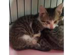 Adopt Yoshi a Domestic Short Hair