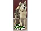 Adopt Goose a Gray/Blue/Silver/Salt & Pepper Husky / Mixed dog in Louisburg