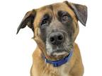 Adopt Bruce a Brown/Chocolate German Shepherd Dog / Mixed dog in Reno