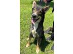 Adopt Kenai a Black Shepherd (Unknown Type) / Mixed dog in Longview