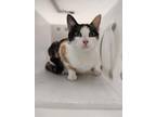 Adopt Cinderella a White Domestic Shorthair / Domestic Shorthair / Mixed cat in