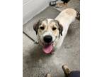 Adopt COWBOY a White Great Pyrenees / Retriever (Unknown Type) / Mixed dog in