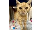 Adopt Stubbart a Domestic Shorthair / Mixed cat in Richmond, VA (41463421)