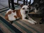 Adopt Frank a White - with Brown or Chocolate Australian Cattle Dog / Mixed dog