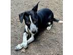 Adopt Figgy a Black - with White Border Collie / Australian Cattle Dog / Mixed