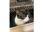 Adopt Jasmine a Domestic Shorthair / Mixed (short coat) cat in Portsmouth