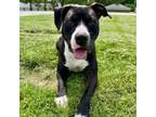 Adopt Fabio a Pit Bull Terrier, Mixed Breed
