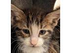 Adopt Sage 41146 a Domestic Shorthair / Mixed cat in Pocatello, ID (41463377)