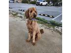 Adopt Buddy a Red/Golden/Orange/Chestnut Goldendoodle / Mixed dog in Torrance