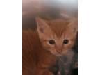 Adopt Gallium a Domestic Shorthair / Mixed cat in Cleveland, TN (41461639)
