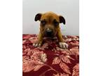 Adopt Connor a Tan/Yellow/Fawn Mixed Breed (Large) / Mixed dog in Georgetown