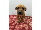 Adopt Colton a Tan/Yellow/Fawn Mixed Breed (Large) / Mixed dog in Georgetown